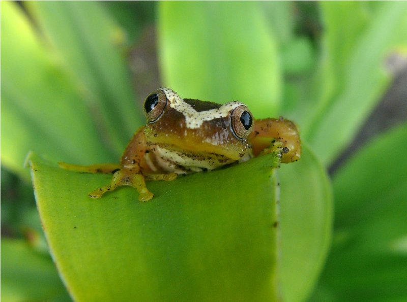 Fornasinis Leaf Folding Frog - Beira Mozambique  P1330283  - Afrixalus fornasini.JPG