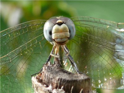 dragonflies_and_damselflies