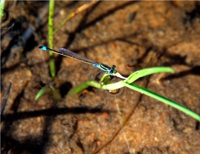 Common Bluetail - Ischnura senegalensis - Beira Mozambique  DSC_1321.JPG