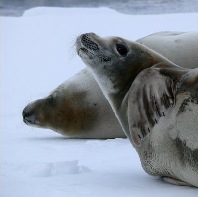 Crabeater Seal  - Cuverville Is. Antarctica  P1190890.jpg
