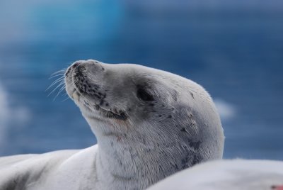 Crabeater Seal  - Vernadsky Antarctica - DSC_9772 51.JPG