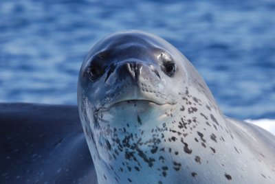 Leopard Seal - Mikkelsen Harbour AntarcticaDSC_7300054.JPG