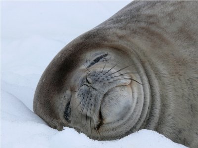 Weddell Seal - Neko Harbour Antarctica  P1060555.JPG