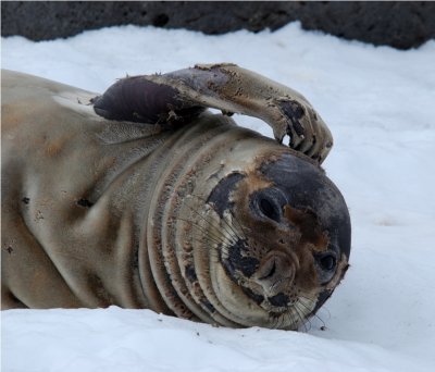 Weddell Seal - Penguin Island Antarctica  DSC_3828.JPG