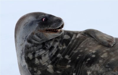 Weddell Seal - Wordie Hut Antarctica DSC_7973.JPG