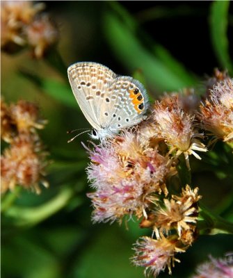 Grass Jewel Blue - Chilades trochylus - Beira Mozambique - DSC_0495.JPG