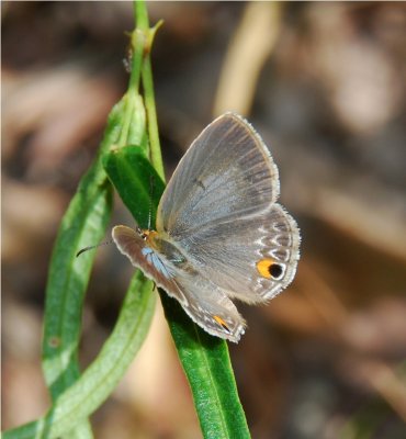 Common Smoky Blue - Euchrysops malathana - Mafambice Mozambique  DSC_7137 .JPG
