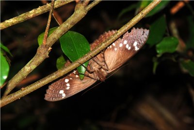 Butterflies and Moths