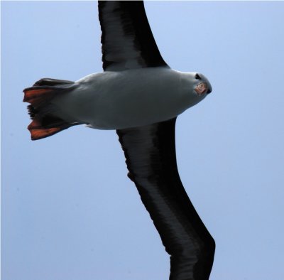Blackbrowed Albatross - Thalassarche melanophrys - Drake PassageDSC_5695.JPG