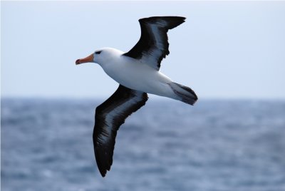 Blackbrowed Albatross - Thalassarche melanophrys - Drake PassageDSC_5732.JPG