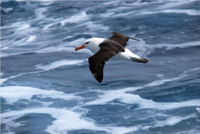 Blackbrowed Albatross - Thalassarche melanophrys - Drake PassageDSC_5757.JPG