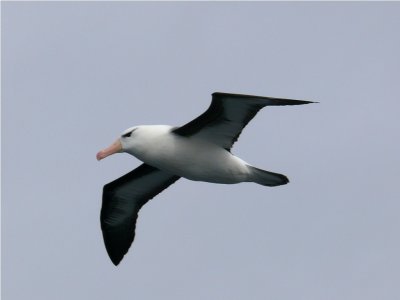 Blackbrowed Albatross - Thalassarche melanophrys - Drake PassageP1230943.JPG