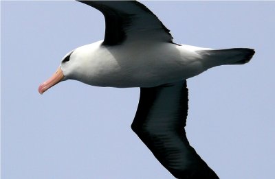 Blackbrowed Albatross - Thalassarche melanophrys - Drake PassageP1230950 BBA2.jpg