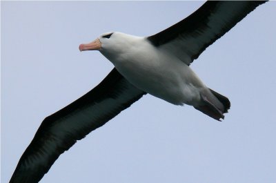 Blackbrowed Albatross - Thalassarche melanophrys - Drake PassageP1230968.jpg