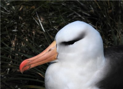 Blackbrowed Albatross - Thalassarche melanophrys - West Point Island Falklands DSC_1869.JPG