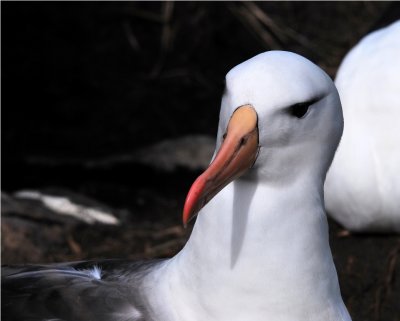 Blackbrowed Albatross - Thalassarche melanophrys - West Point Island Falklands DSC_1883.JPG