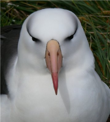Blackbrowed Albatross - Thalassarche melanophrys - West Point Island Falklands P1180236.jpg