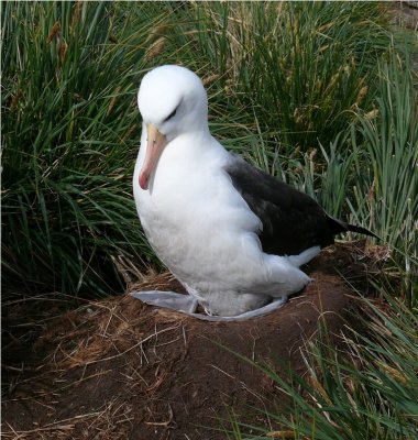 Blackbrowed Albatross - Thalassarche melanophrys - West Point Island Falklands P1180252.jpg