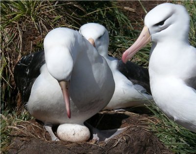 Blackbrowed Albatross - Thalassarche melanophrys - West Point Island Falklands P1200581.jpg
