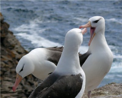 Blackbrowed Albatross - Thalassarche melanophrys - West Point Island Falklands P1200692.jpg