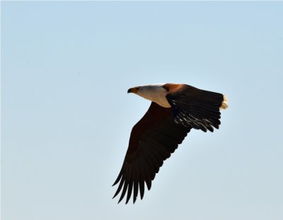 African Fish Eagle - Haliaeetus vocifer - Rio Savane - Mozambique