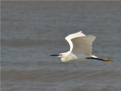 Little Egret - Beira - Mozambique