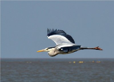 Grey Heron - Beira - Mozambique