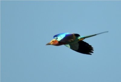 Grey Heron - Beira - Mozambique
