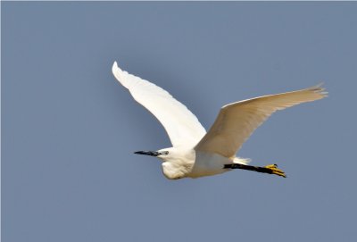Little Egret - Beira - Mozambique