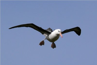 Blackbrowed Albatross - Thalassarche melanophrys - West Point Island Falklands