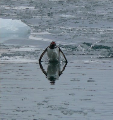 Gentoo Penguin - Pygoscelis papua - Cuverville Is. Antarctica