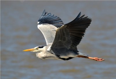 Grey Heron - Ardea cinerea - Beira - Mozambique