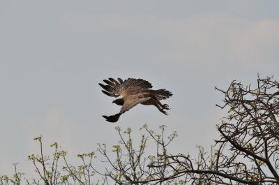 Martial Eagle - KNP - South Africa