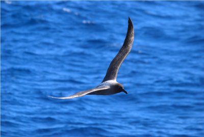 Light-mantled Sooty Albatross - Phoebetria palbebrata - Drake Passage