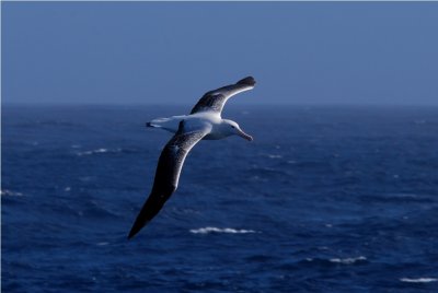 Royal Albatross - Diomedea epomophora - Drake Passage