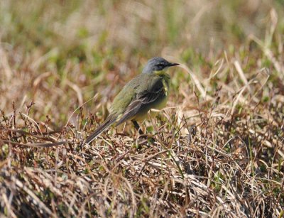 Gulrla (ssp tschutschensis)