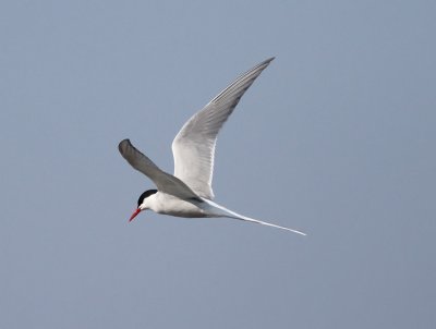 Silvertärna, adult vår