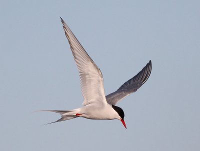Silvertärna, adult vår