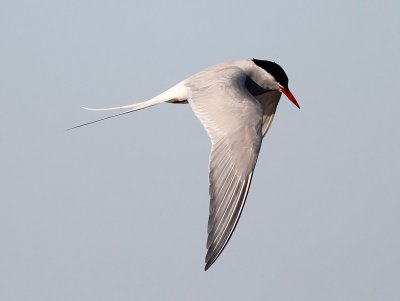 Silvertärna, adult vår