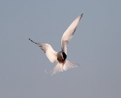 Silvertärna, adult vår