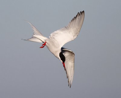 Silvertärna, adult vår