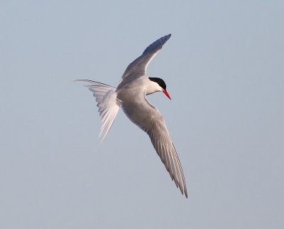 Silvertärna, adult vår