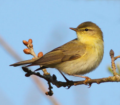 Lvsngare / Willow Warbler