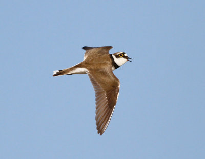 Mindre strandpipare / Little Ringed Plover