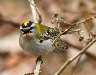 Brandkronad kungsfgel / Firecrest