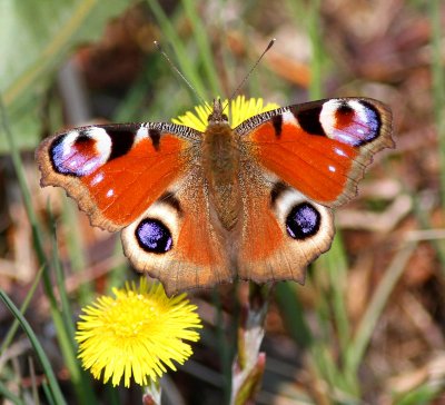 Pfgelga (Aglais io)