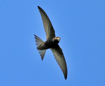 Tornseglare / Common Swift