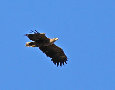 Havsörn adult