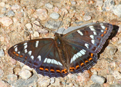 Aspfjril (Limenitis populi)