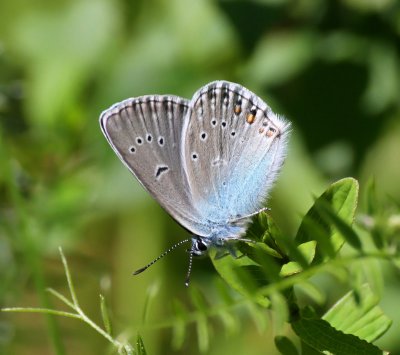Silverblvinge